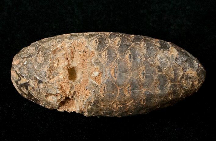 Agatized Fossil Pine (Seed) Cone From Morocco #17453
